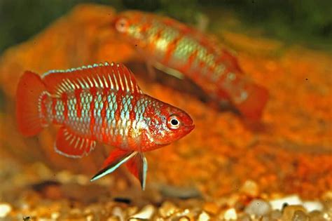 scarlet badis tank mates